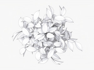 Ficus Tree In Decorative Pot 3D Модель