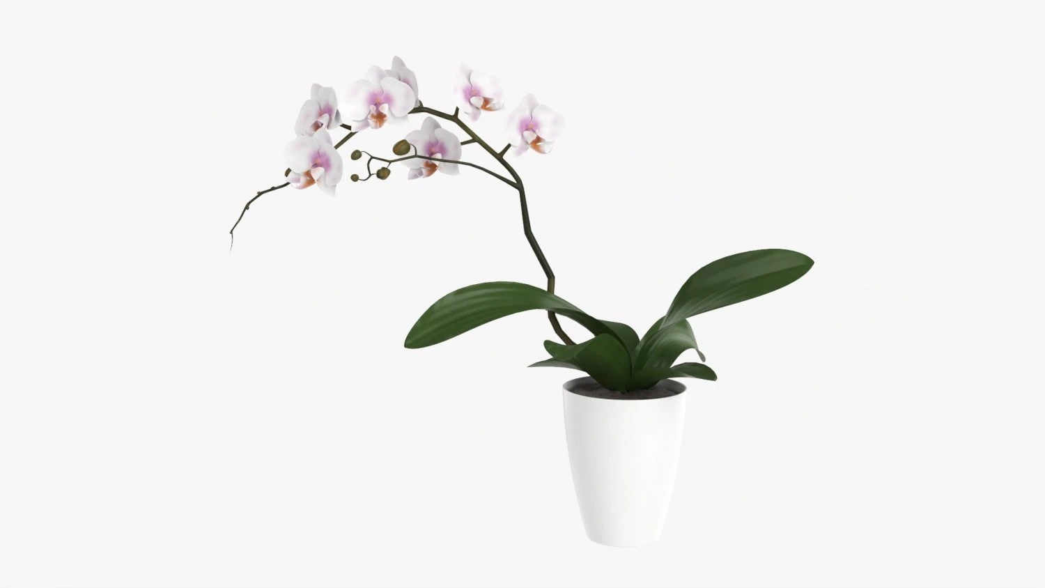Orchid Flower In Pot 3D Model .c4d .max .obj .3ds .fbx .stl .blend