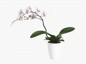 Orchid Flower In Pot 3D Model