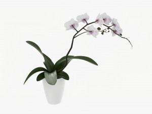 Orchid Flower In Pot 3D Модель