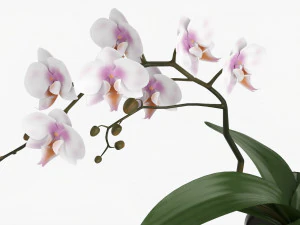 Orchid Flower In Pot 3D Model