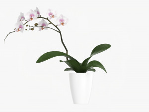 Orchid Flower In Pot 3D Модель