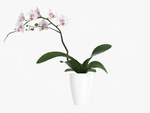 Orchid Flower In Pot 3D Model