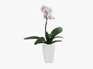 Orchid Flower In Pot 3D Модель