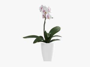 Orchid Flower In Pot 3D Model