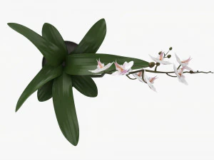 Orchid Flower In Pot 3D Model