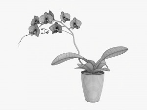 Orchid Flower In Pot 3D Модель