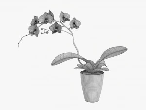 Orchid Flower In Pot 3D Model