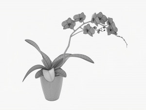 Orchid Flower In Pot 3D Модель