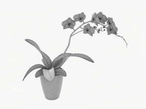 Orchid Flower In Pot 3D Model