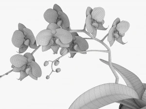 Orchid Flower In Pot 3D Model