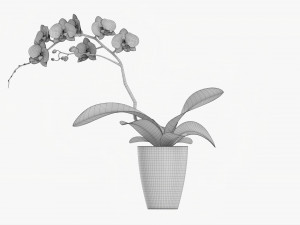 Orchid Flower In Pot 3D Модель