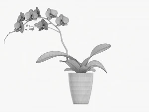 Orchid Flower In Pot 3D Model