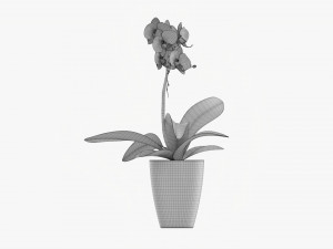 Orchid Flower In Pot 3D Модель