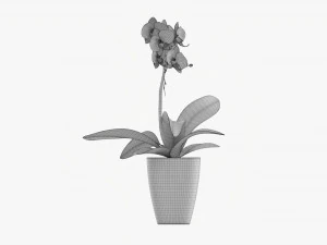 Orchid Flower In Pot 3D Model