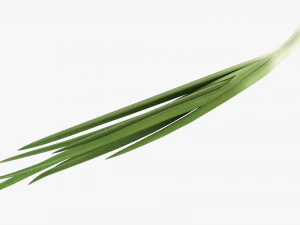 Spring Onions 02 3D Model
