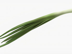 Spring Onions 02 Modèle 3D