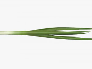 Spring Onions 02 3D Model