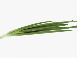 Spring Onions 02 3D Model