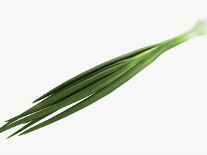 Spring Onions 04 3D Model