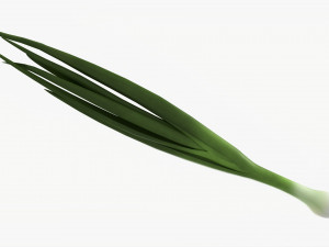 Spring Onions 04 3D Model