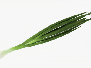 Spring Onions 04 3D Model