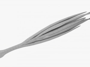 Spring Onions 04 3D Model