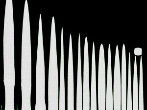 Spring Onions 04 3D Model