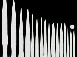 Spring Onions 04 3D Model