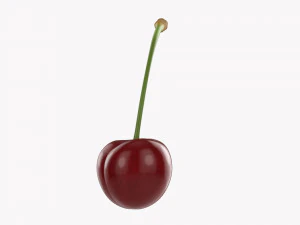 Cherry Single 3D Model