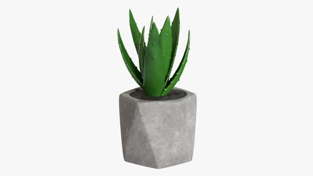 Decorative Potted Plant 10 3D Модель .c4d .max .obj .3ds .fbx .stl .blend 