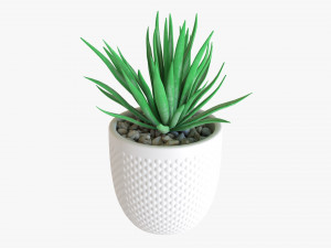 Decorative Potted Plant Succulent 11 Modelo 3D