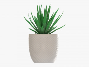 Decorative Potted Plant Succulent 11 3Dモデル
