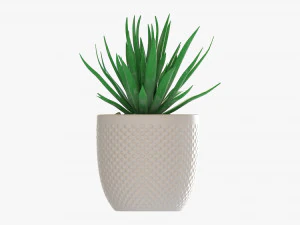 Decorative Potted Plant Succulent 11 3D Model
