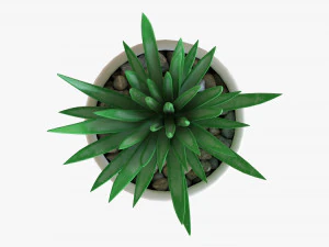 Decorative Potted Plant Succulent 11 3D Model