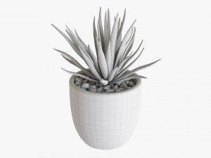 Decorative Potted Plant Succulent 11 3Dモデル