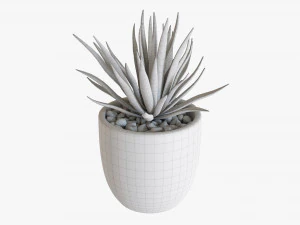 Decorative Potted Plant Succulent 11 3D Model