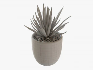 Decorative Potted Plant Succulent 11 3D Model