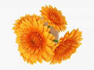 Gerbera In Vase V1 3D Модель