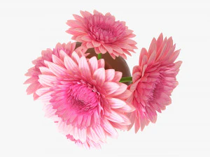 Gerbera In Vase V2 3D Model