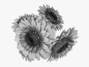 Gerbera In Vase V2 3D Model