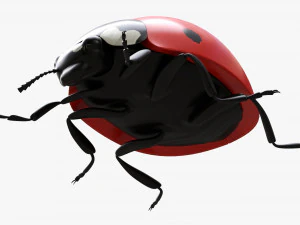 Ladybug 3D Model