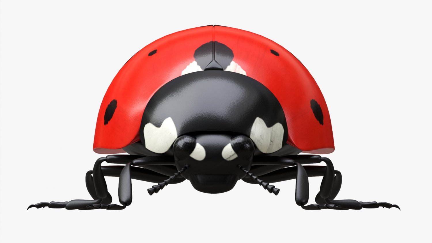 Ladybug 3d. Модель божьей коровки 3д упрощённая. Ladybug 3d. Ladybug 3d. Модель ladybug.