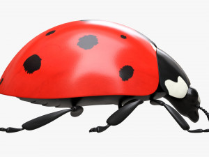 Ladybug 3D मॉडल