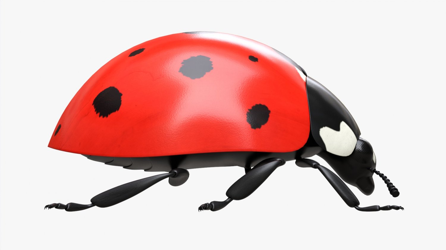 Жук божья коровка. Ladybug 3d model dl. The ladybirds. Ladybug 3d. Божья коровка на темном фоне.