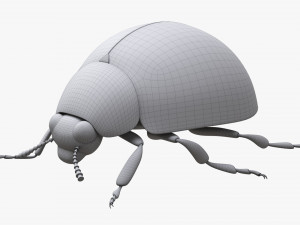 Ladybug 3D मॉडल