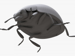 Ladybug 3D मॉडल