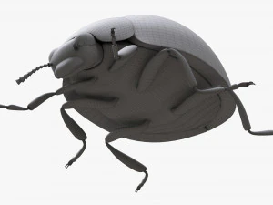 Ladybug 3D Model