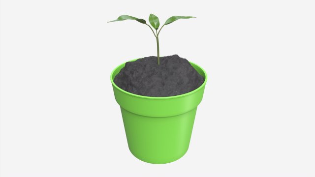 Decorative potted plant 12 3D Модель .c4d .max .obj .3ds .fbx .stl .blend 