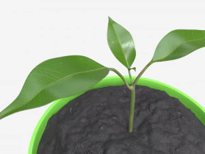 Decorative potted plant 12 3D Model
